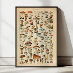 Svampe 1907 - Adolphe Millot